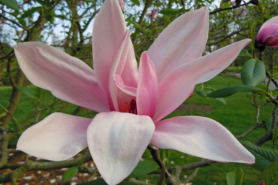 Магнолия Стар ВАРС