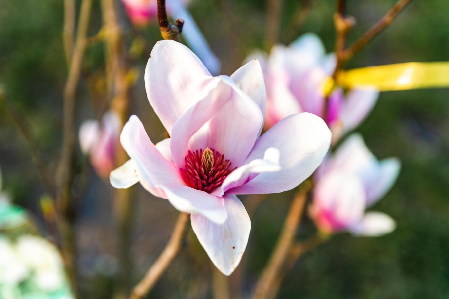 Магнолия белая дерево