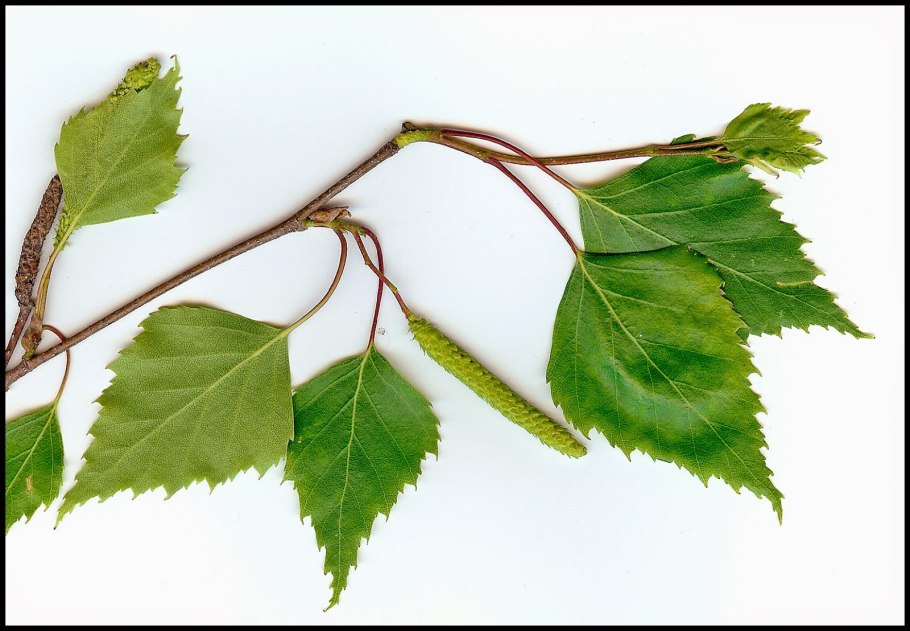 Фото одной березы