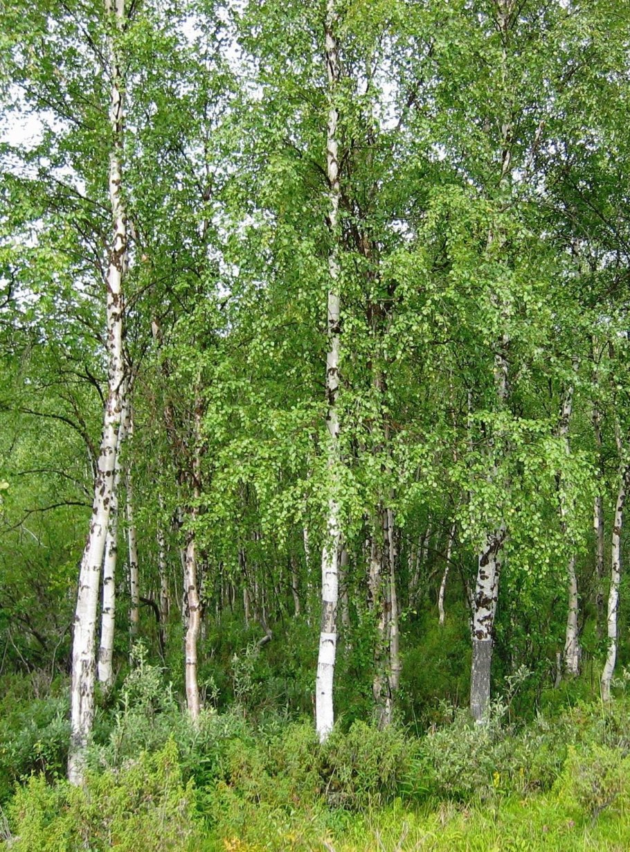 Корневая система березы схема