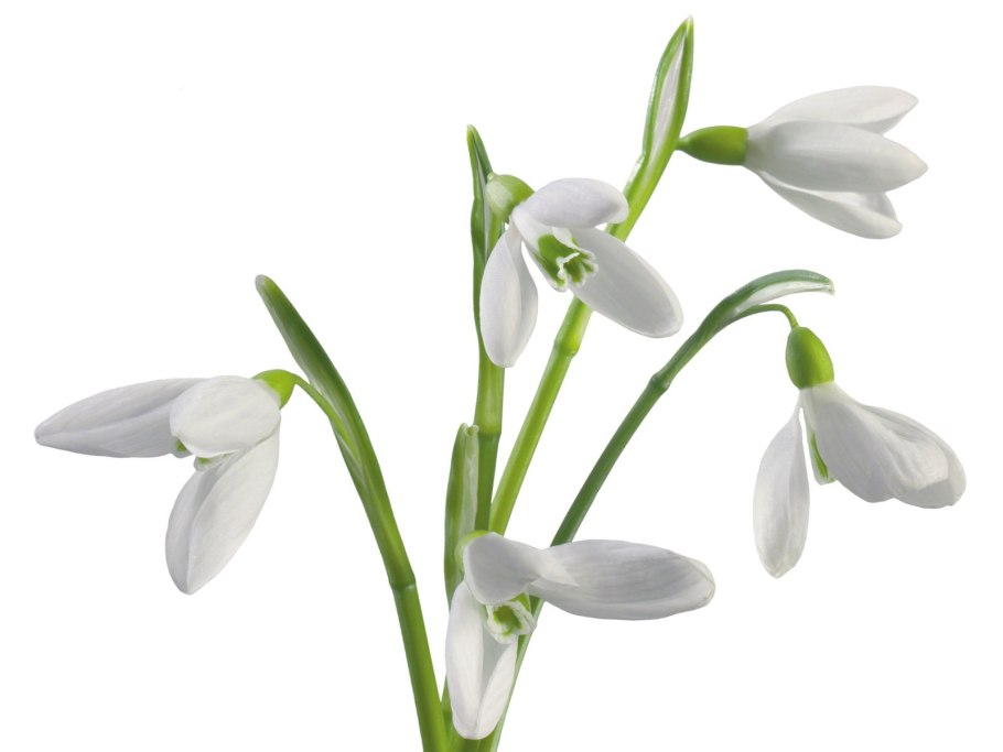 Подснежники на белом фоне
