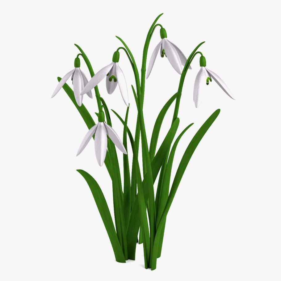 Галантус вектор