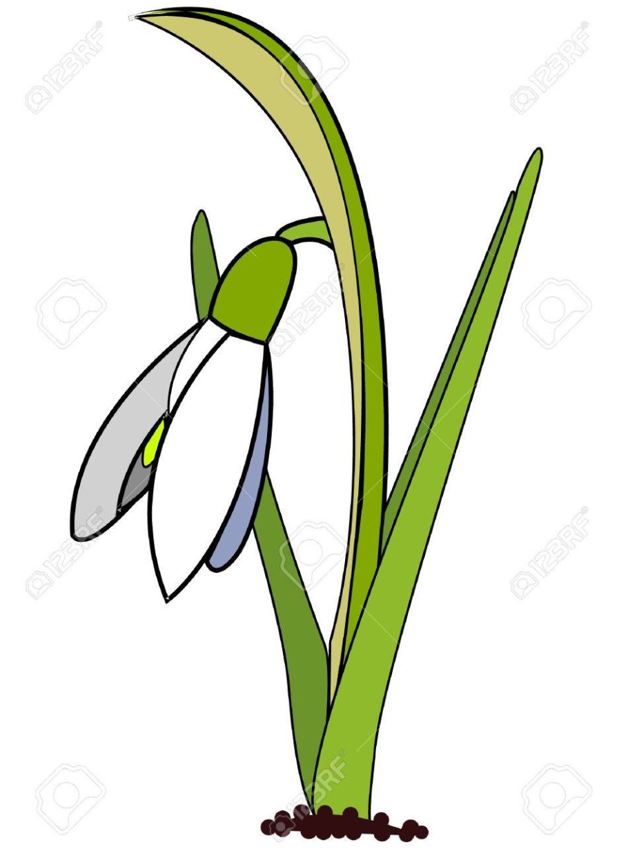 Подснежники вектор