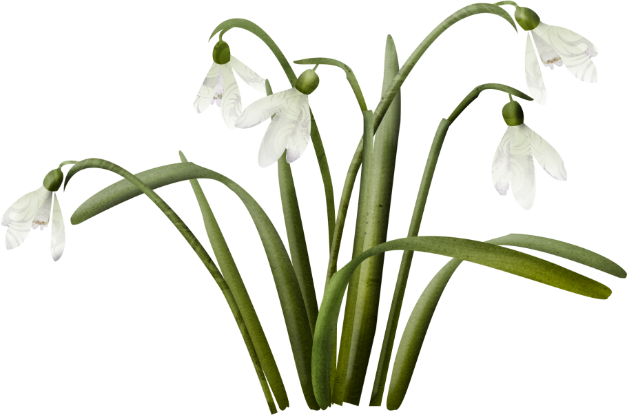 Подснежники полоса на белом фоне