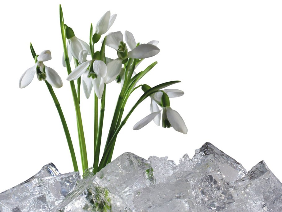 Подснежник названием для детей