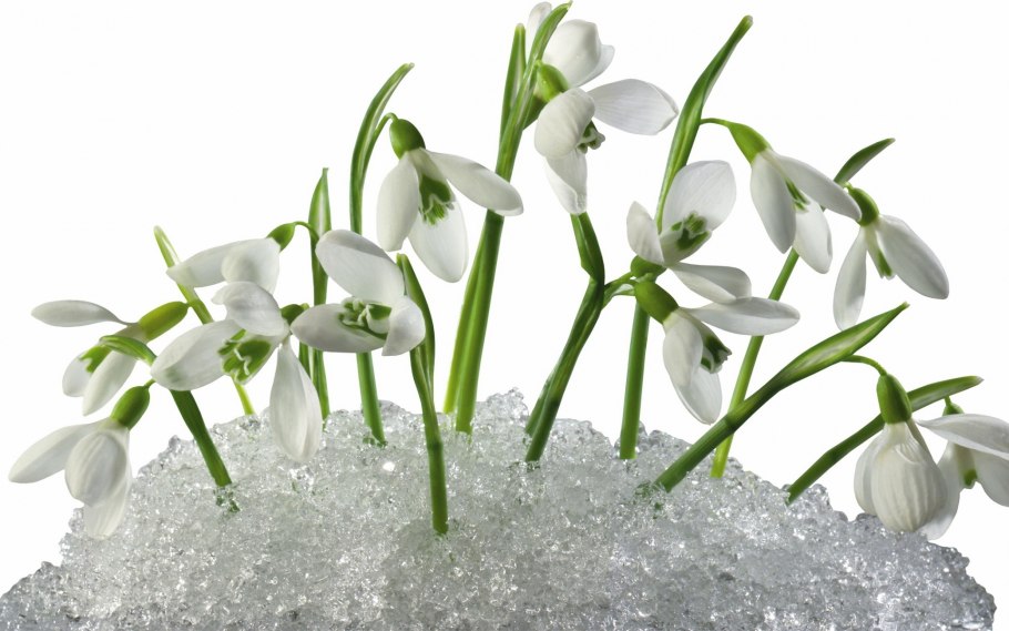 Галантус элвесил (луковица)