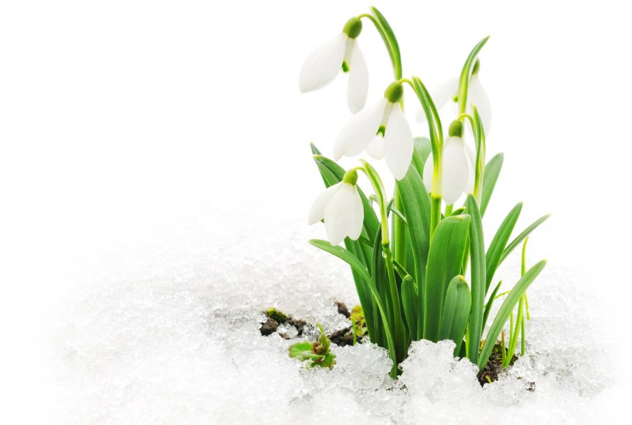 Подснежники на прозрачном фоне