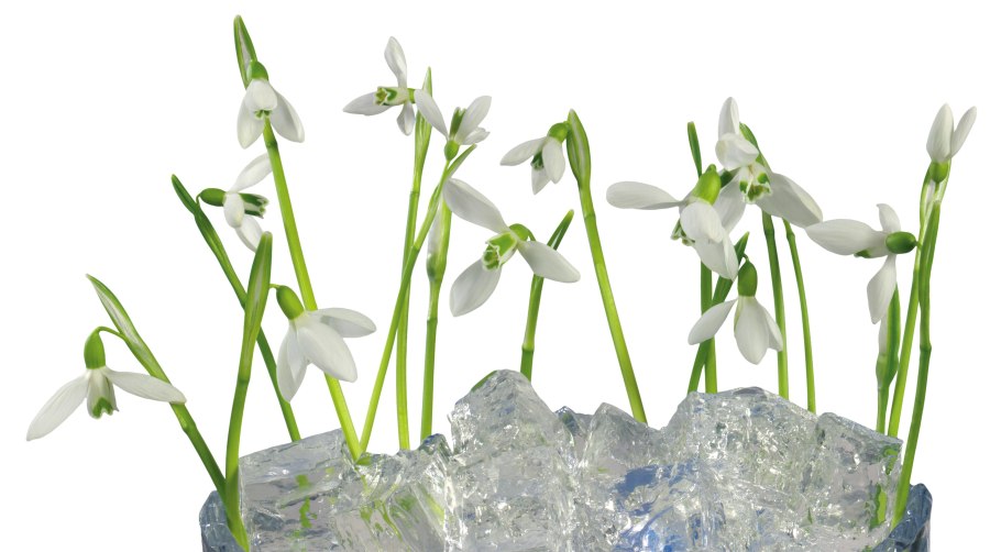 Подснежники для оформления в детском саду