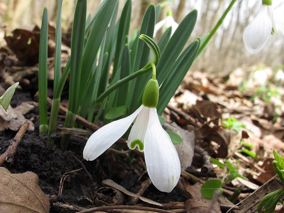 Galanthus