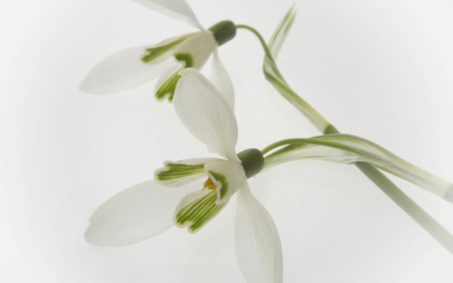 Корзинка с подснежниками вектор