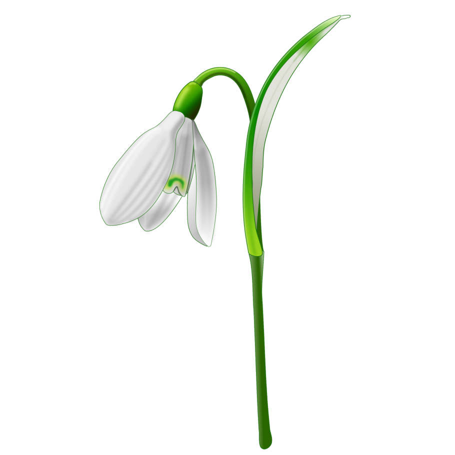 Подснежник реалистичный с белым фоном