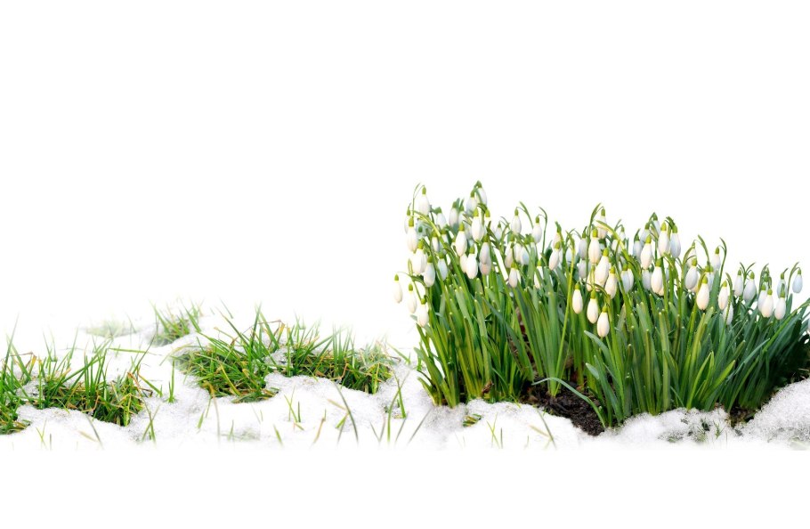 Подснежник на б елом фонем