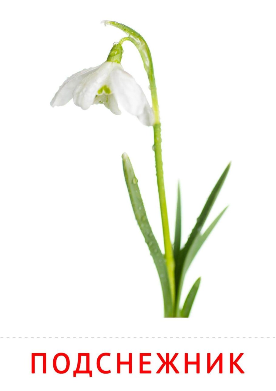 Подснежники фото картинки нарисованные