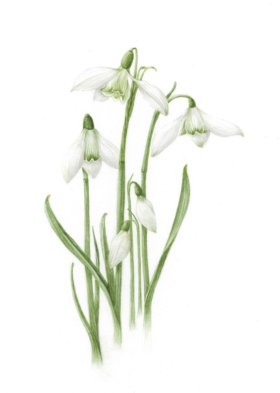 Подснежники полоса на белом фоне