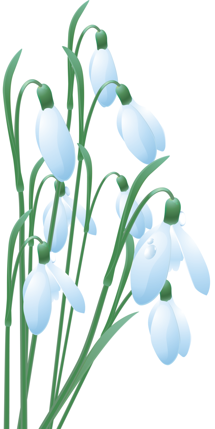 Белоцветник весенний