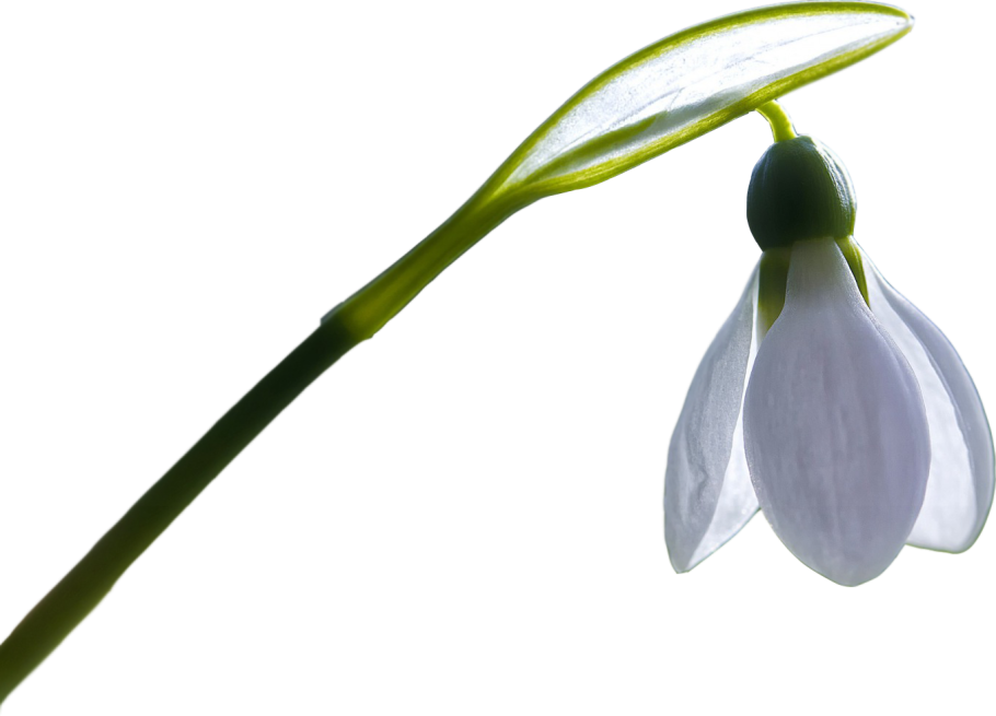 Подснежники в снегу вектор