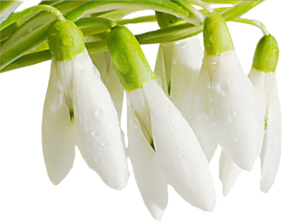 Подснежник для детей детсада