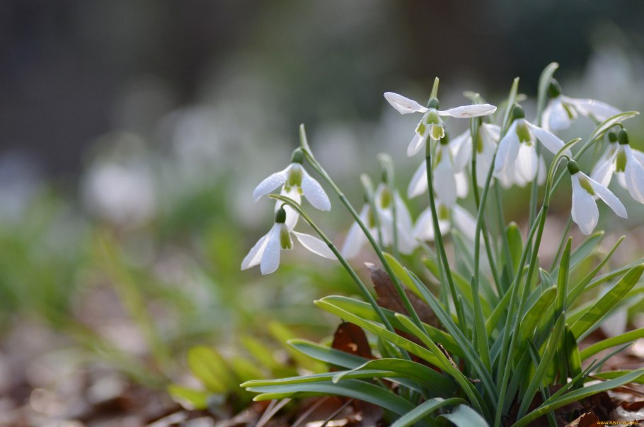 Рамки с подснежниками для детей