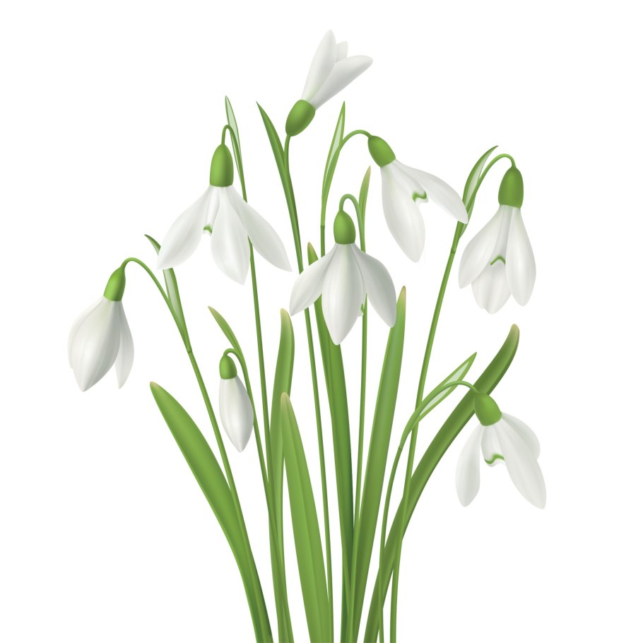 Подснежник для малышей на прозрачном фоне