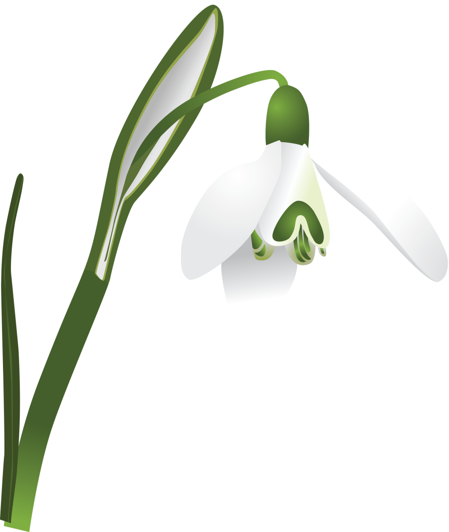 Галантус Альпийский