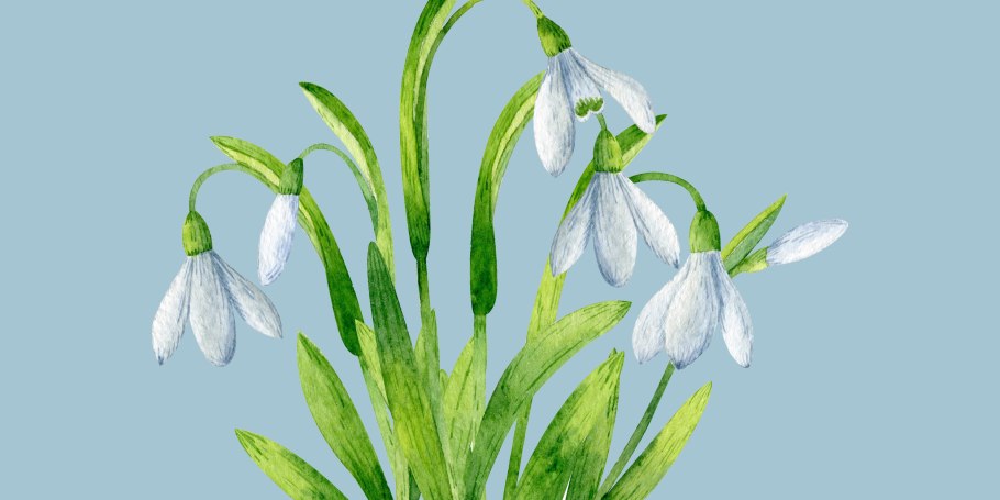 Цветы подснежники цветы пролески