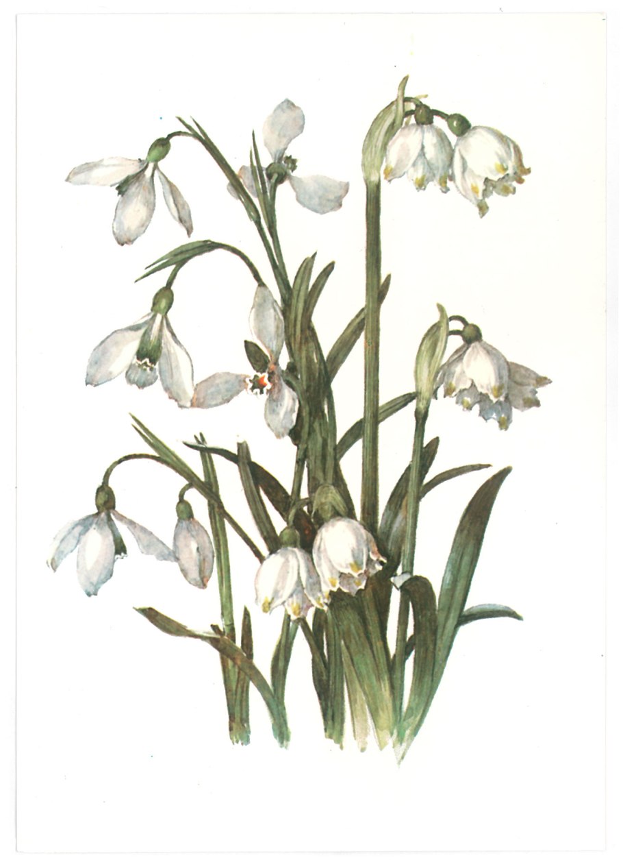 Подснежник Галантус кавказский