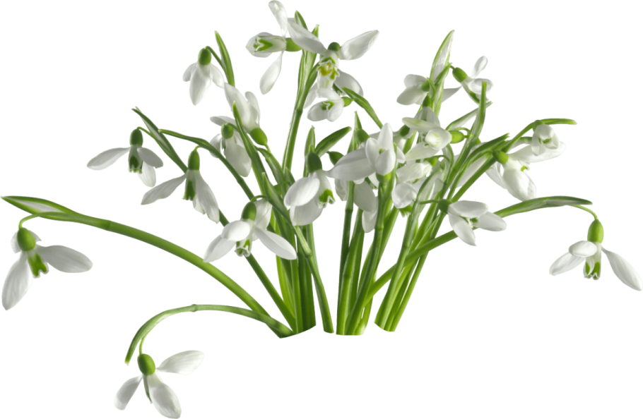 Графическое изображение подснежника