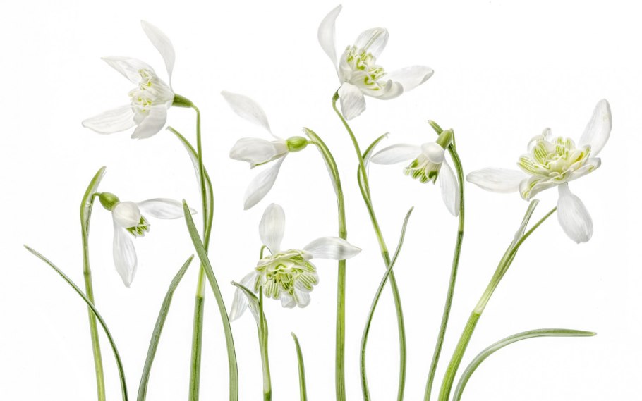 Куча подснежников на белом фоне