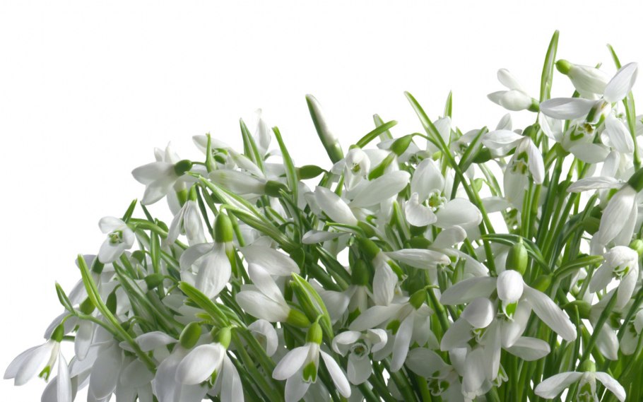 Подснежники клипарт