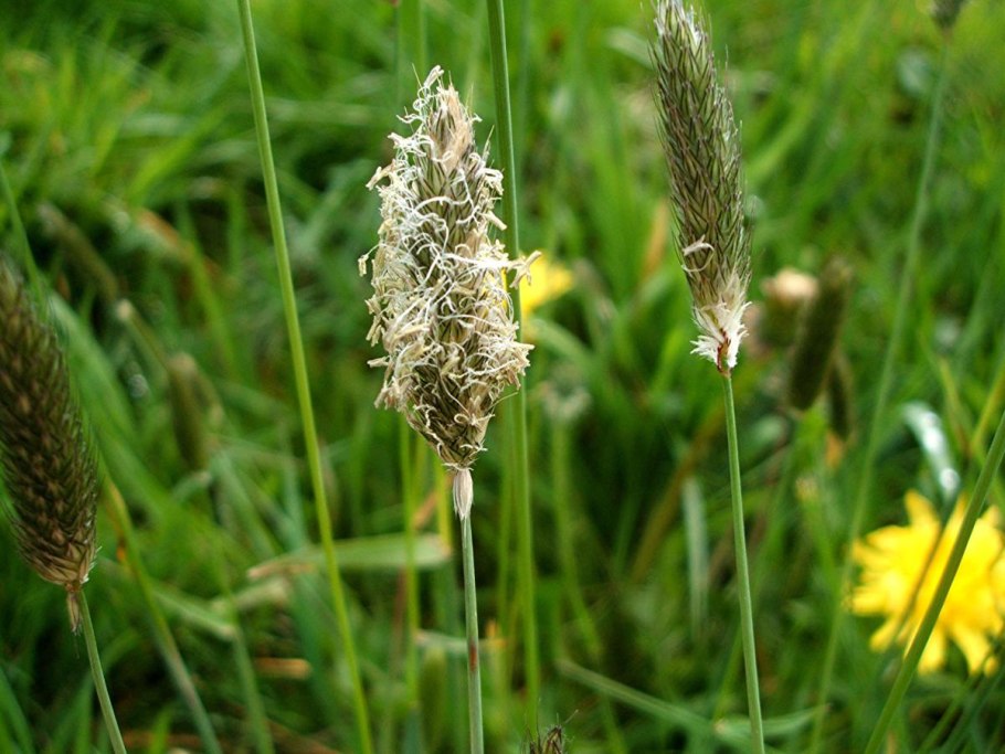 Лисохвост Луговой Alopecúrus praténsis