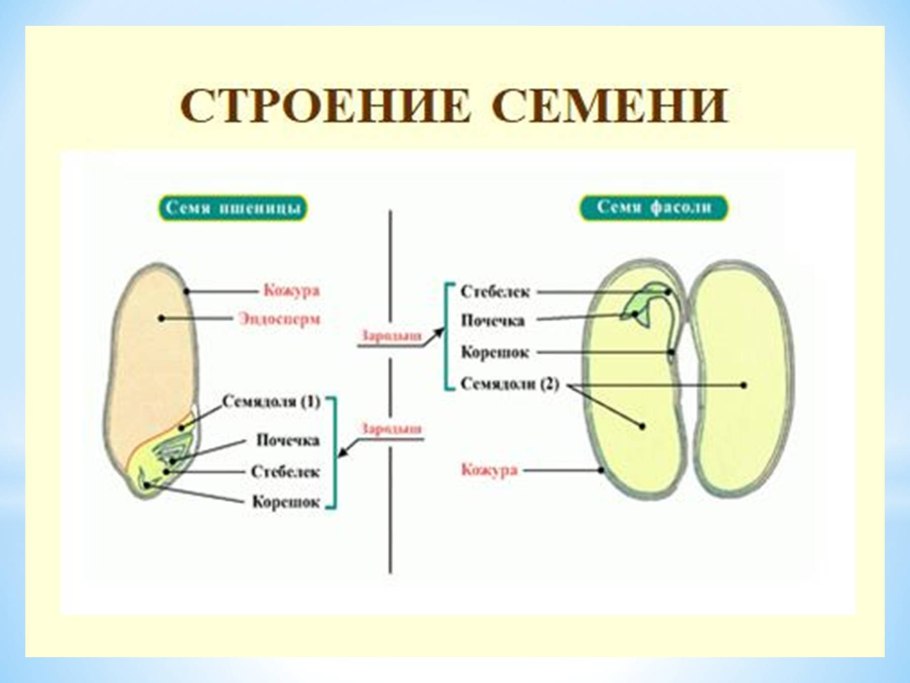 Типы жилкования листа