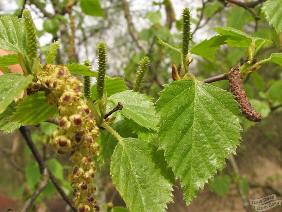 Береза пушистая Betula pubescens