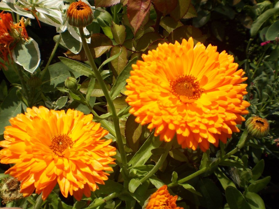 Календула богиня солнца