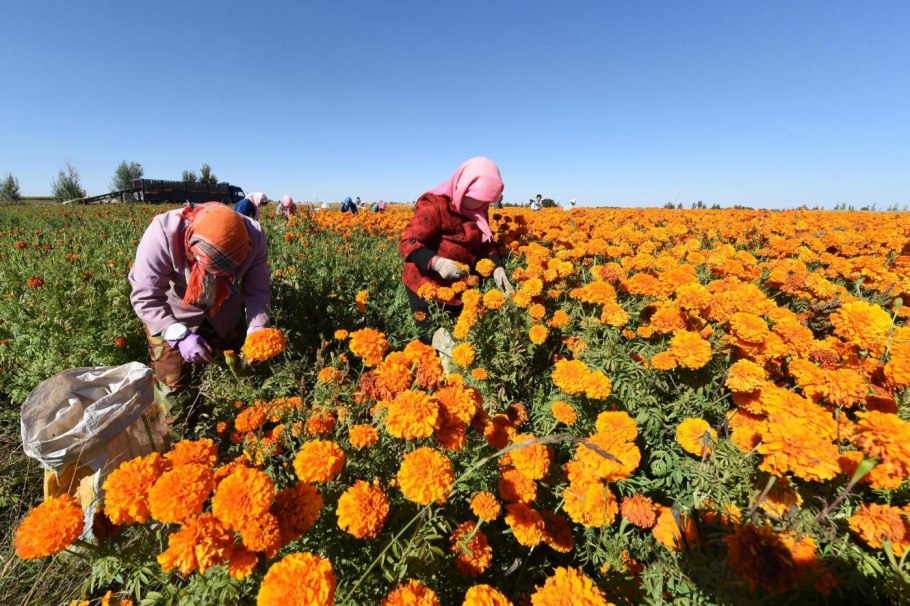 Календула однолетнее растение?