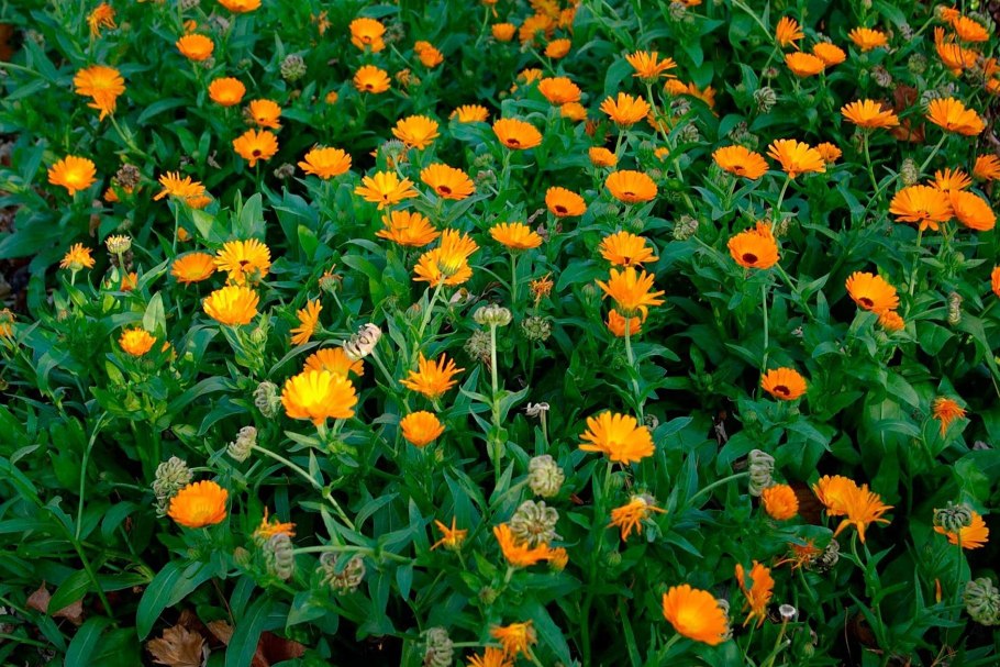 Календула лекарственная Фармакогнозия