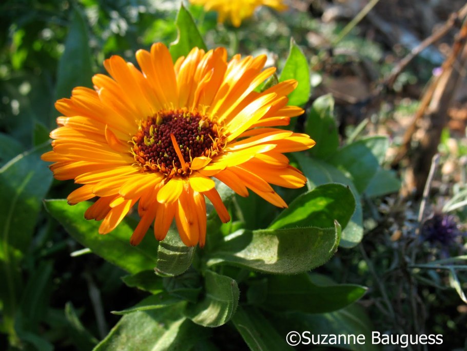 Календула кустик