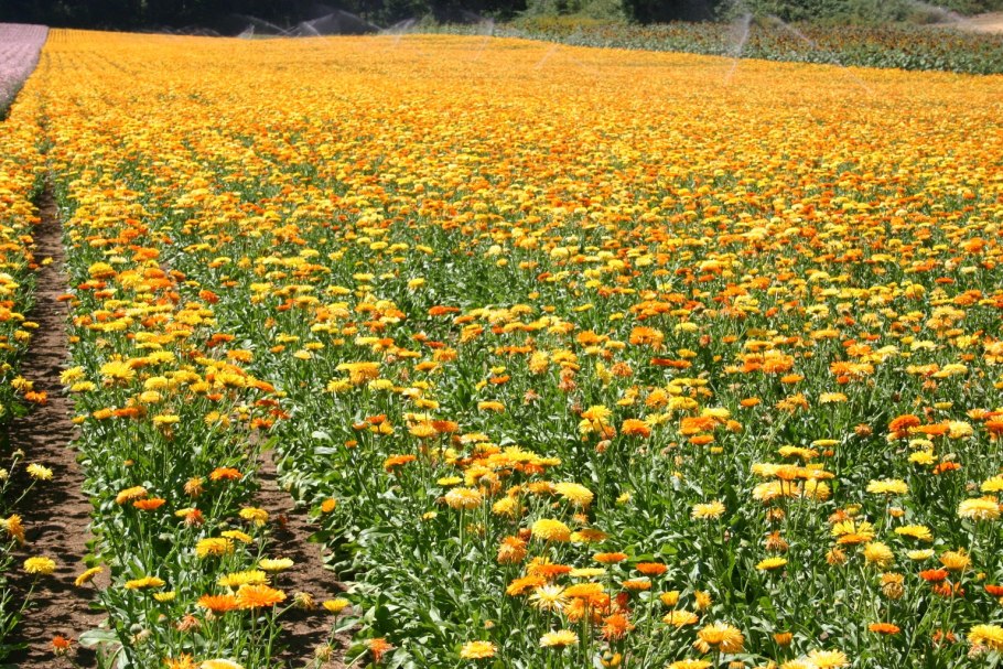 Календулы вечерняя Заря на клумбе