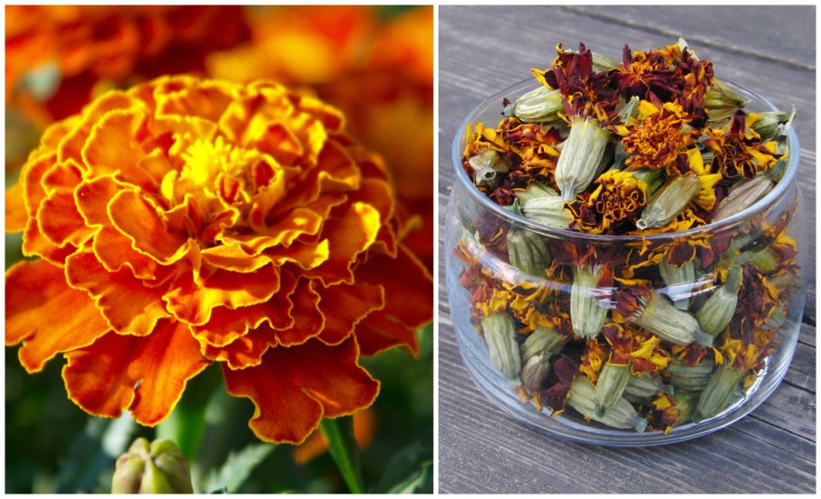 Полевые цветы календула