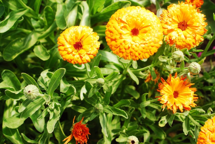 Календула Калипсо