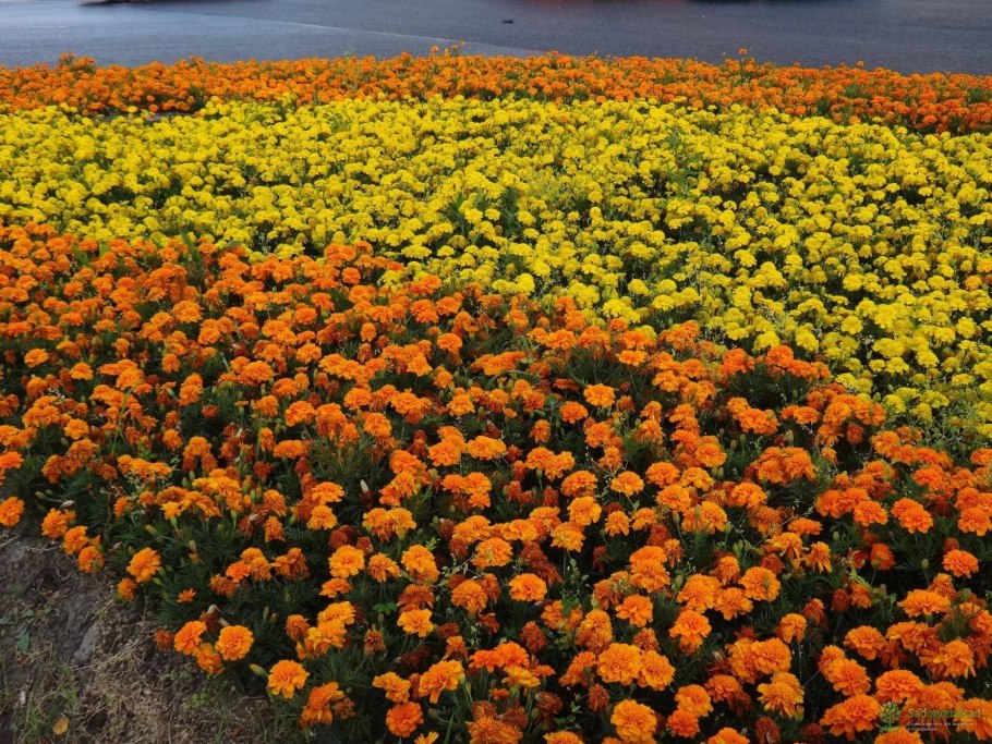 Календула оранжевый Дикобраз