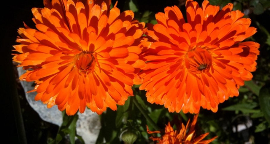 Календула бархатцы космея