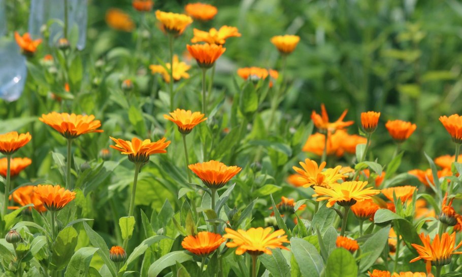 Календула Пацифик Бьюти