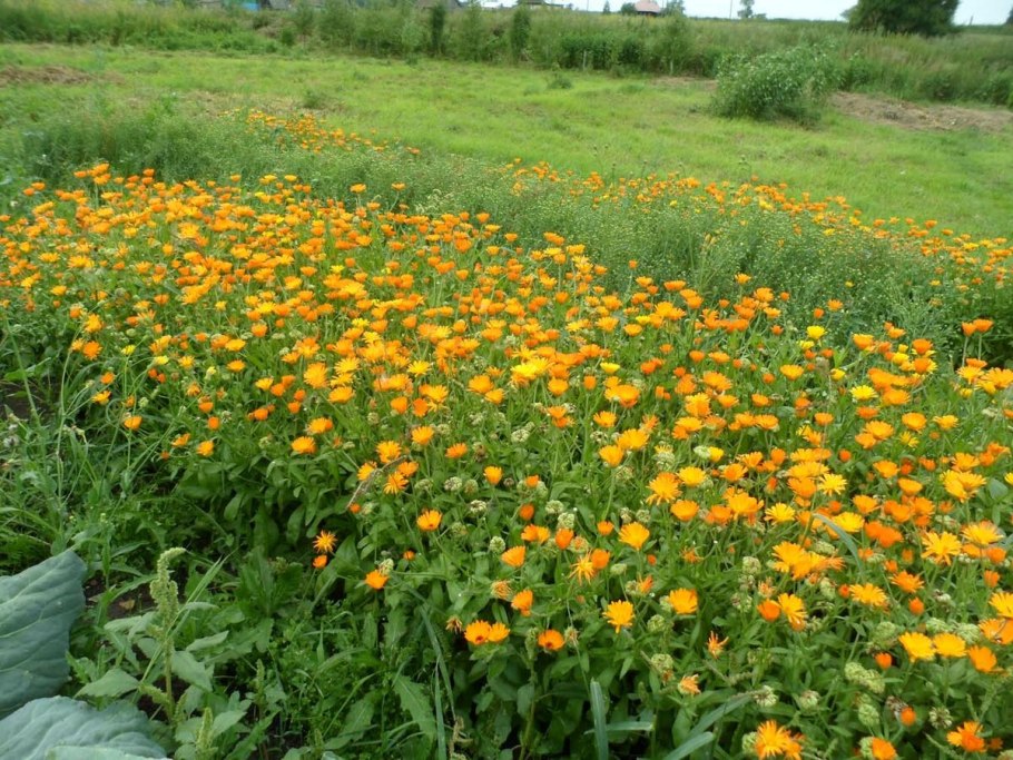 Календула сидерат