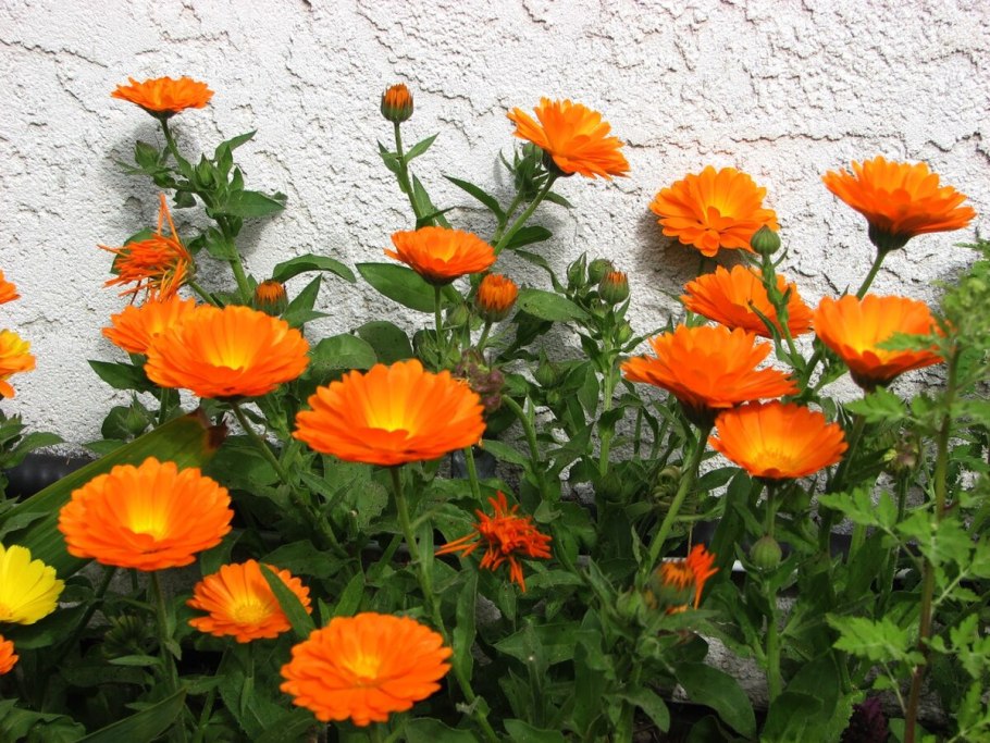 Календула Мэриголд