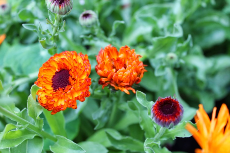 Календула настойка (фл.) 40мл n1 - Синтез