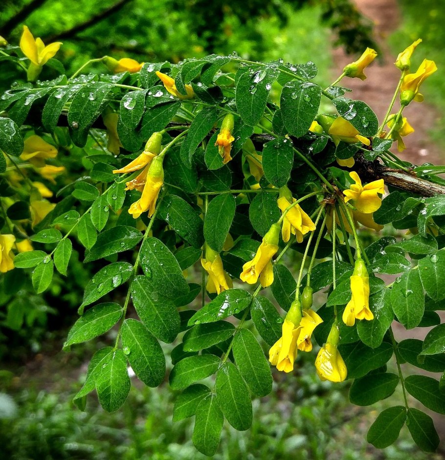 Карагана Акация древовидная Caragana arborescens
