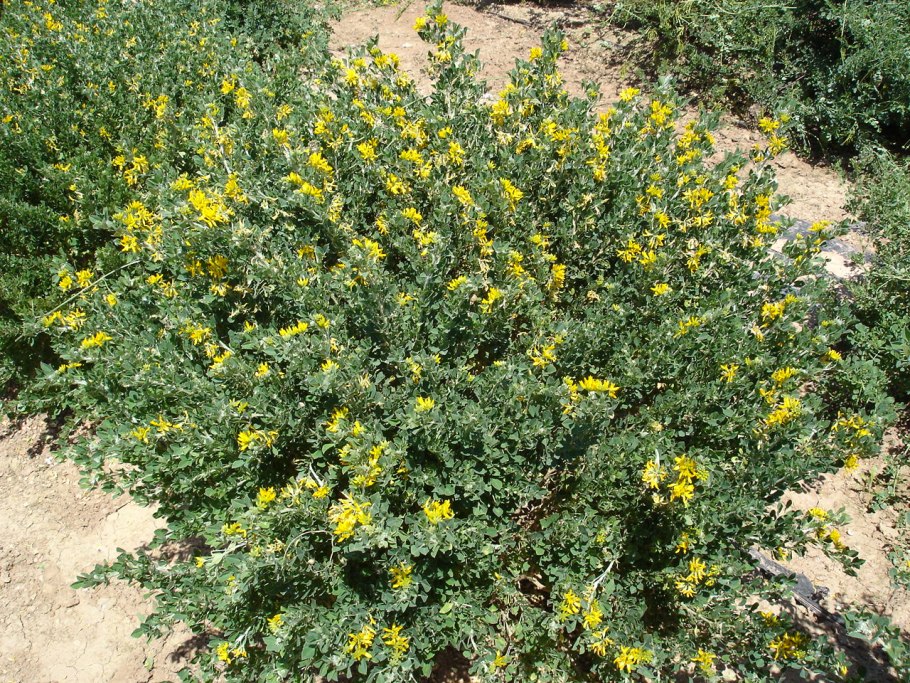 Карагана кустарниковая globosa