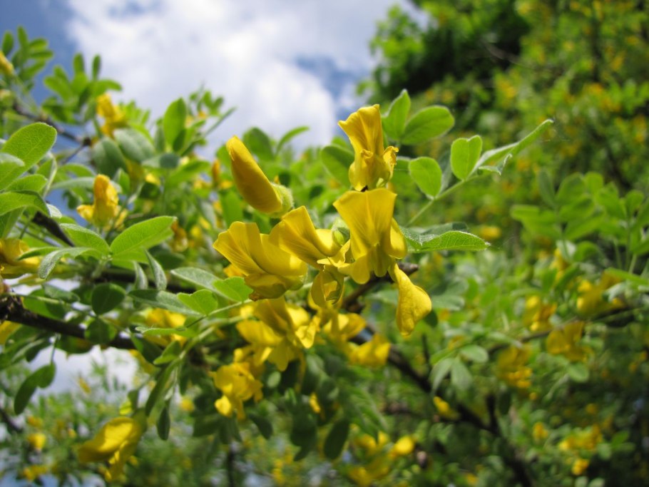 Карагана древовидная Caragana arborescens lam.
