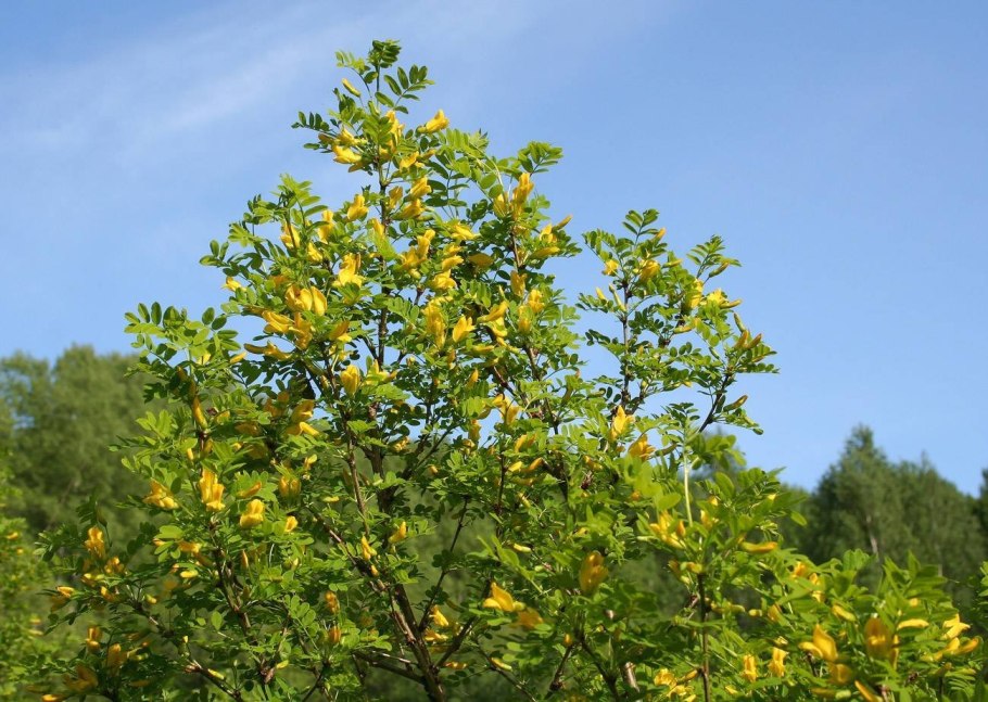 Акация желтая Caragana arborescens