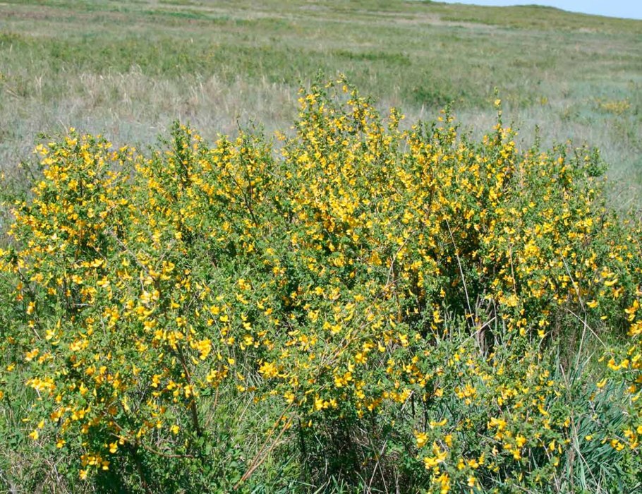 Акация древовидная (arborescens)